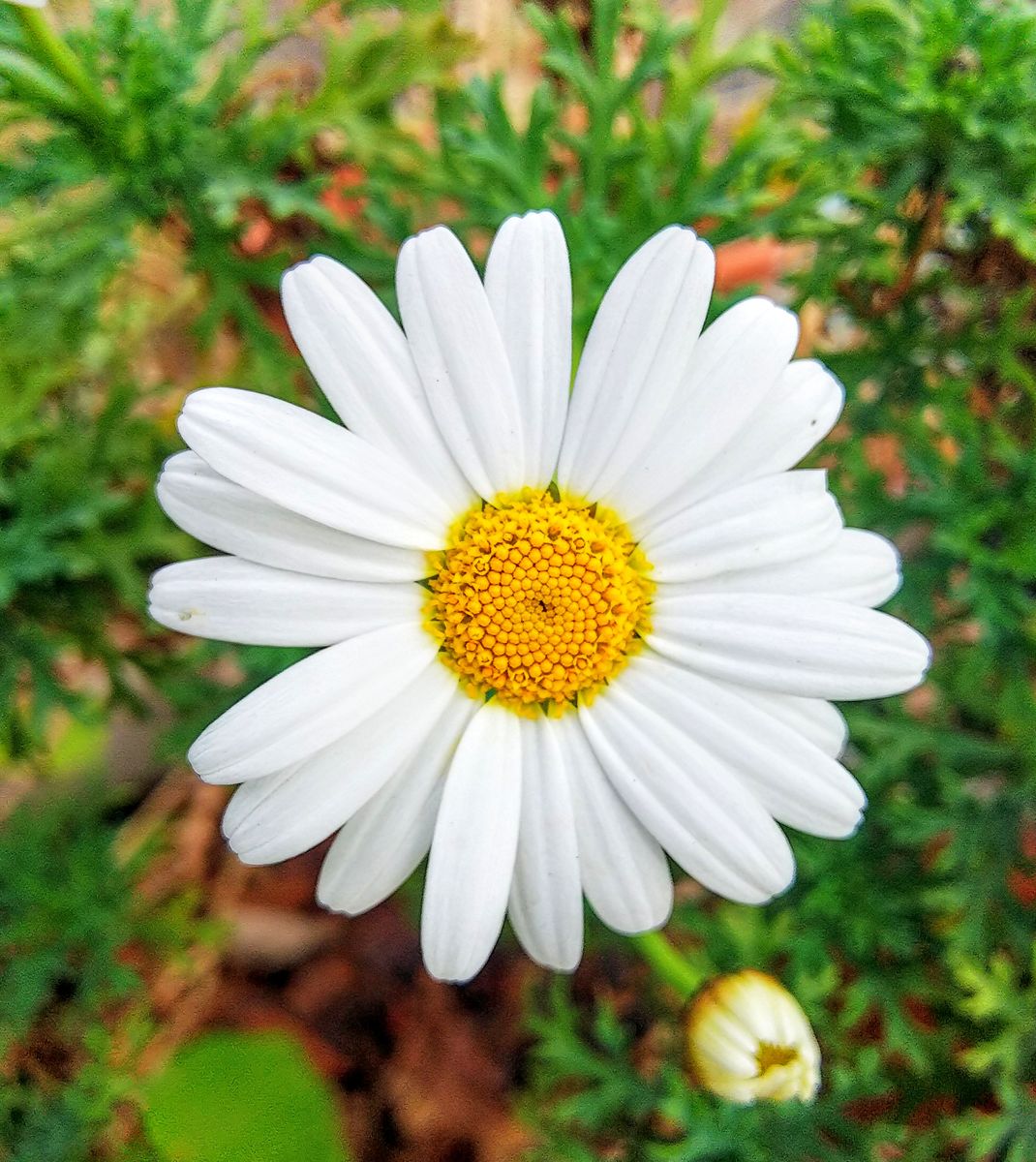 菊科の可愛い❤️花たち