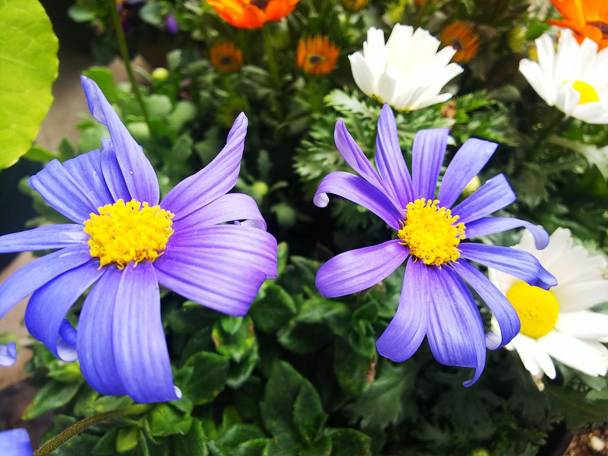 菊科の可愛い❤️花たち