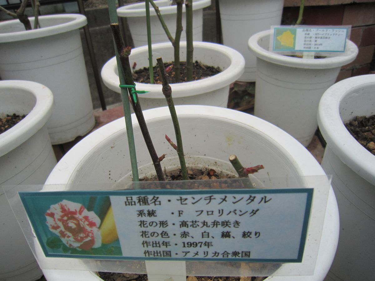 今日の薔薇たちの様子！！2019/02/12