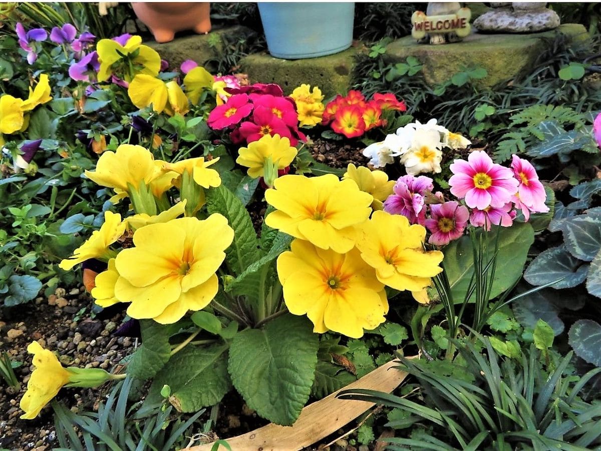 🌻今日の花たち🌻その12