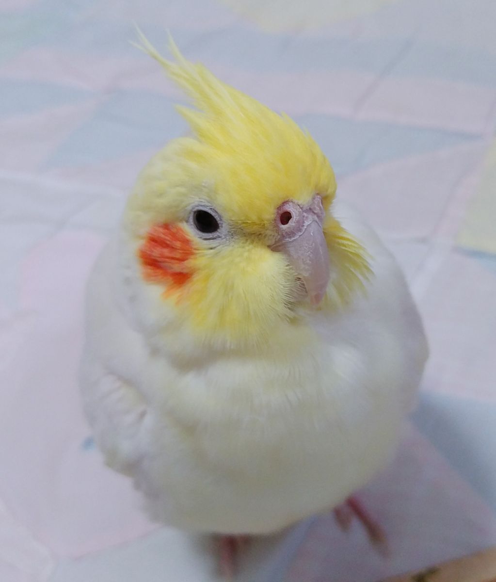 🐤ぴよ🎵