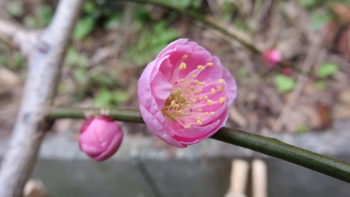 🌸ちょこっと春🌸