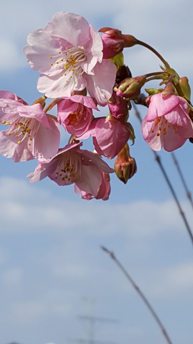 ふくおかルーバルガーデン2～春を待つの庭便り❗青空に花びらを広げた河津桜🌸