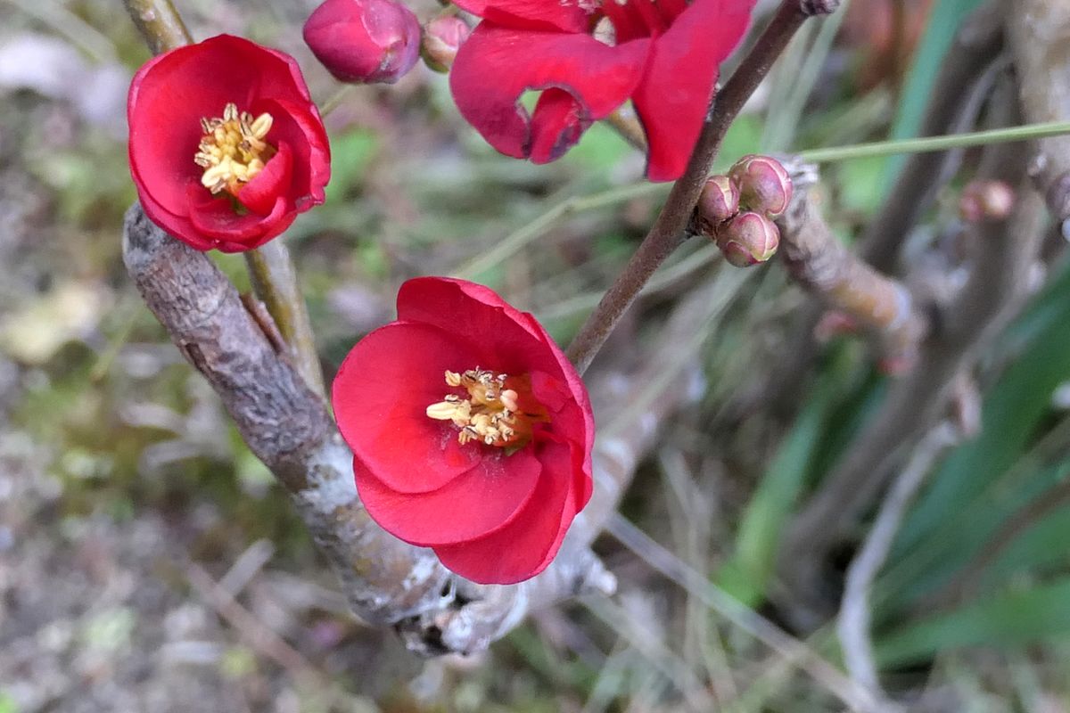 ボケの花