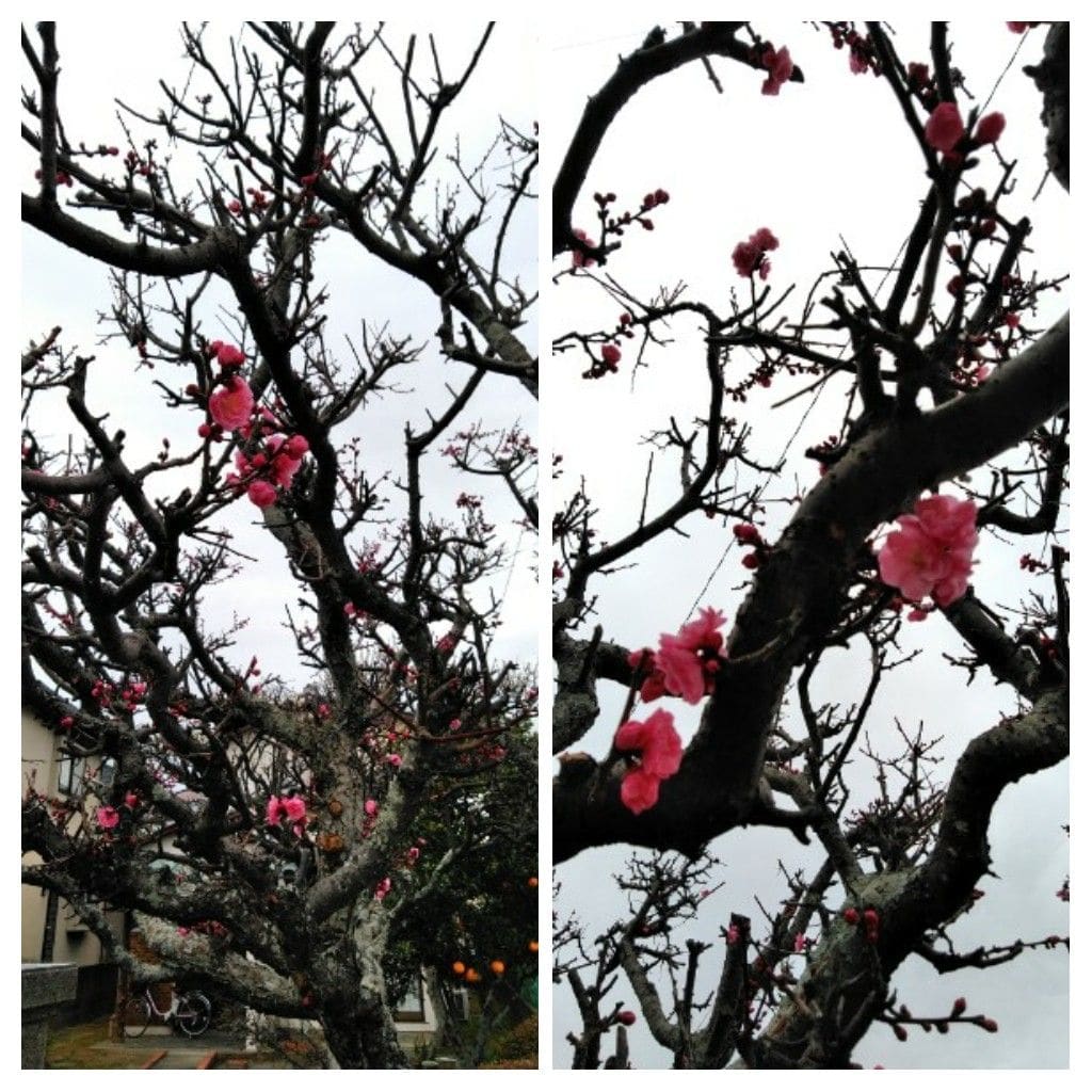 ガーデンシクラメンの花の色が見えてきたよ❗