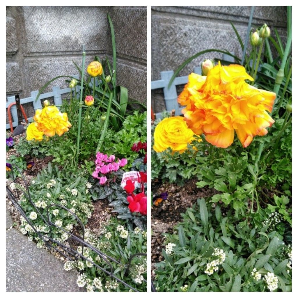 ガーデンシクラメンの花の色が見えてきたよ❗