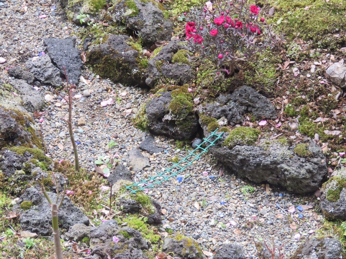 苔庭・渓流