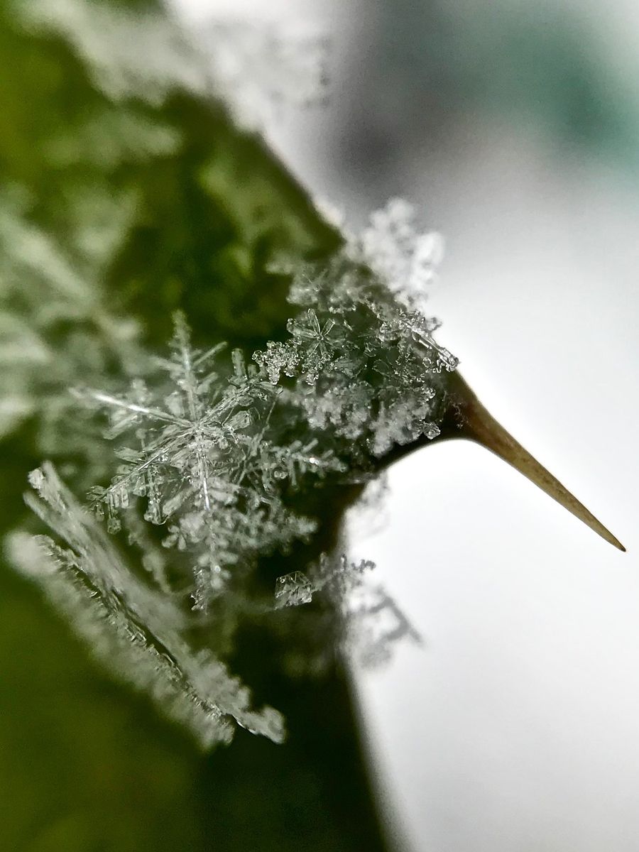 薔薇と雪