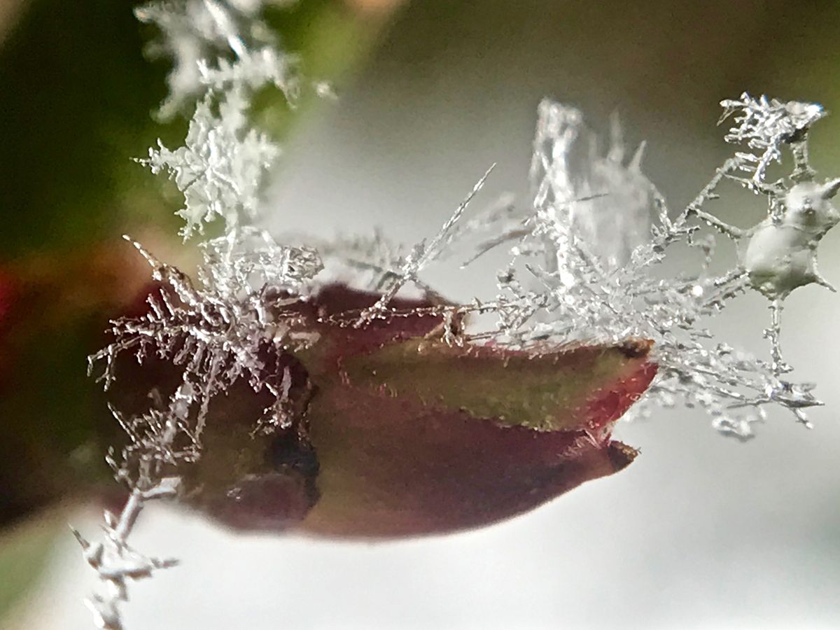 薔薇と雪