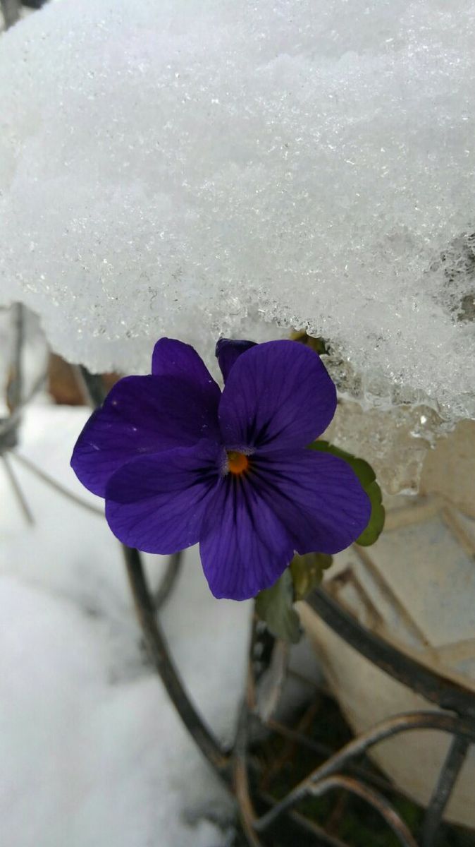 雪に咲く花シリーズ。パープルたち。