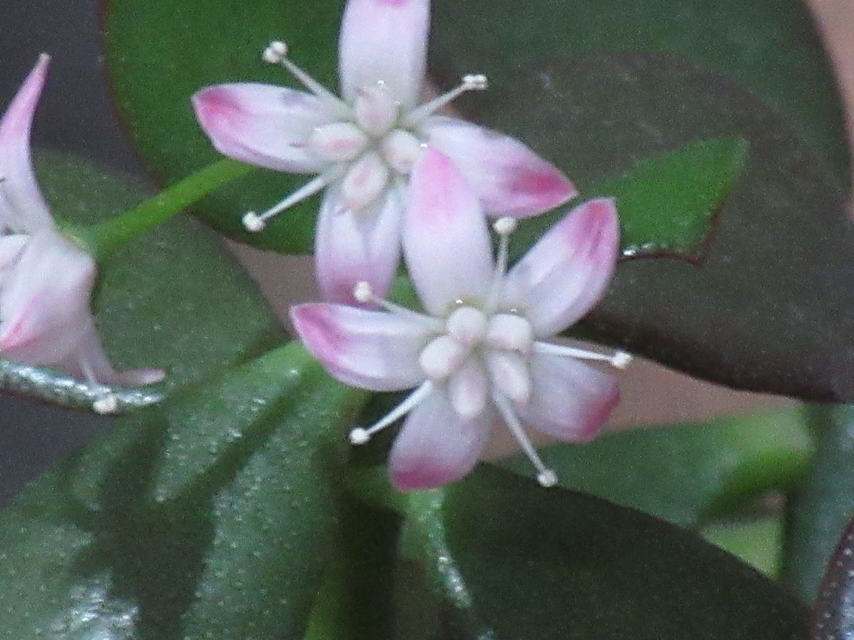 由愛(ゆめ)の花日記♪