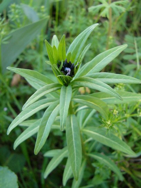 咲きすすむ花あれこれ、その4