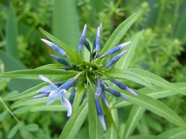 咲きすすむ花あれこれ、その4