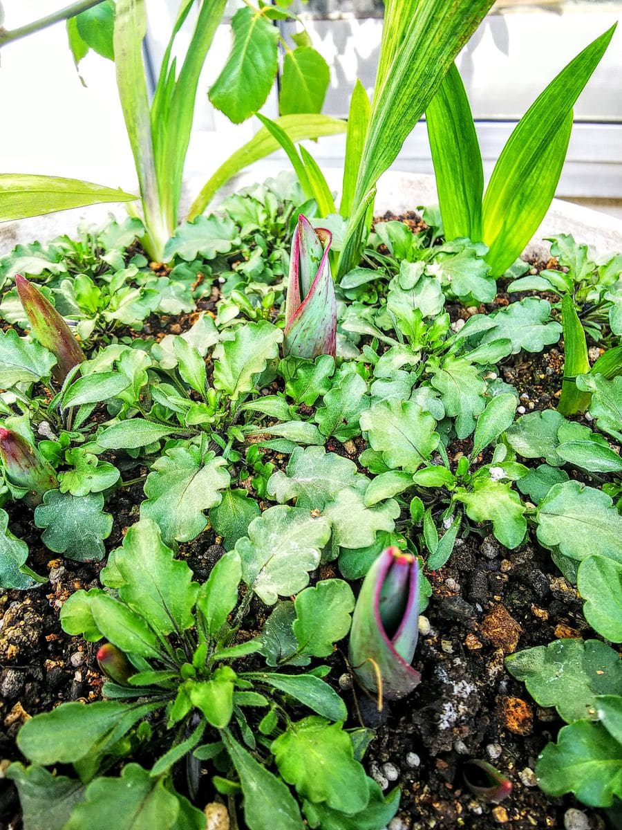 芽立ちの花たち🌱①