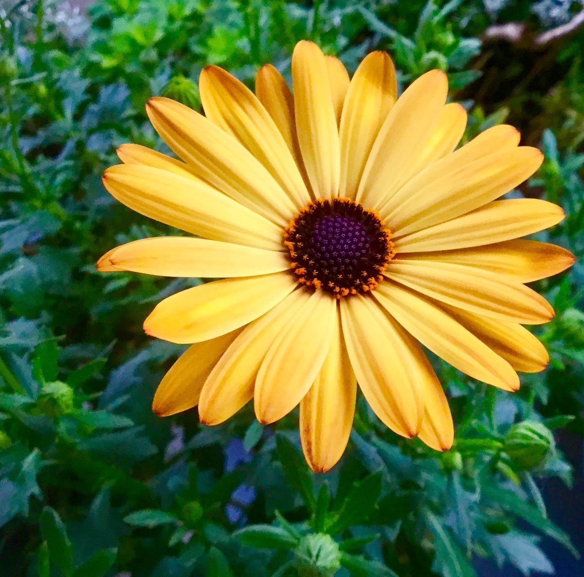 キク科の花が🌼満開