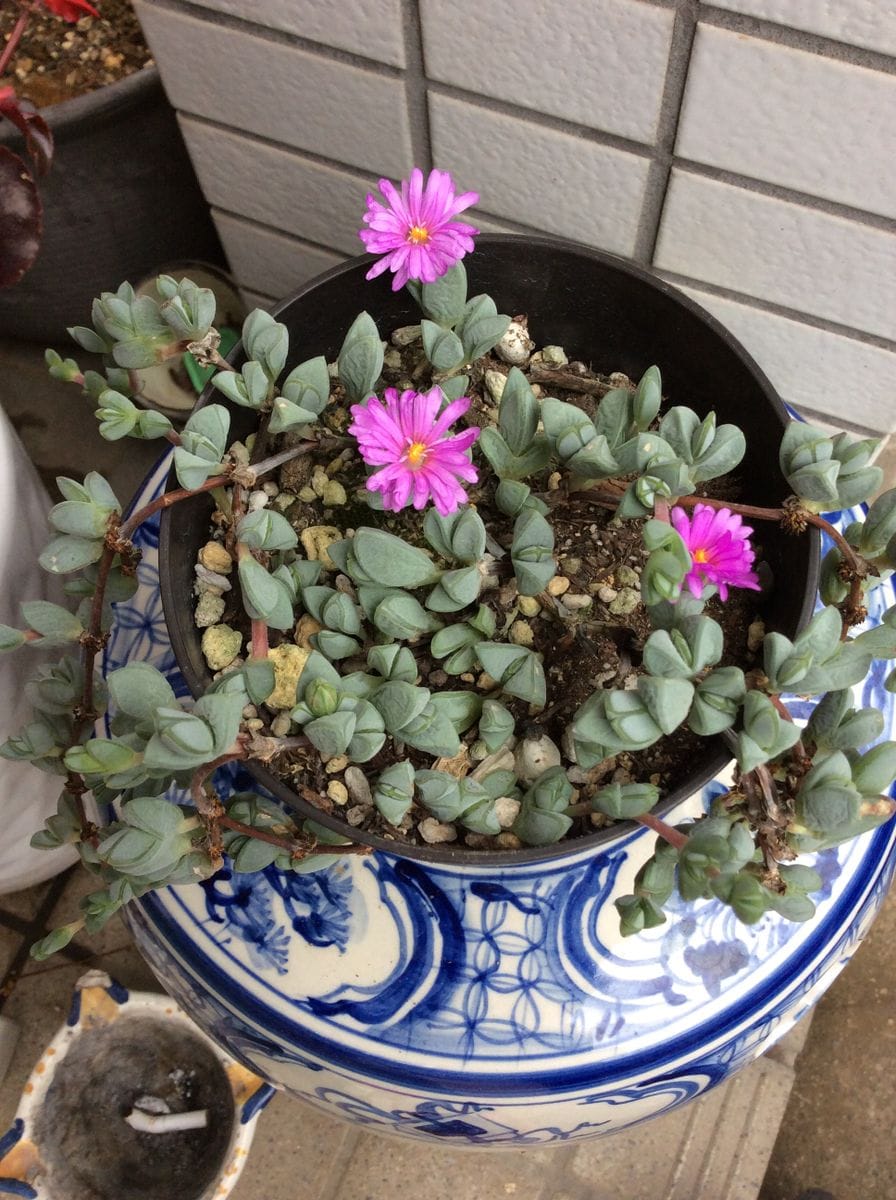   何時もの花屋さんで