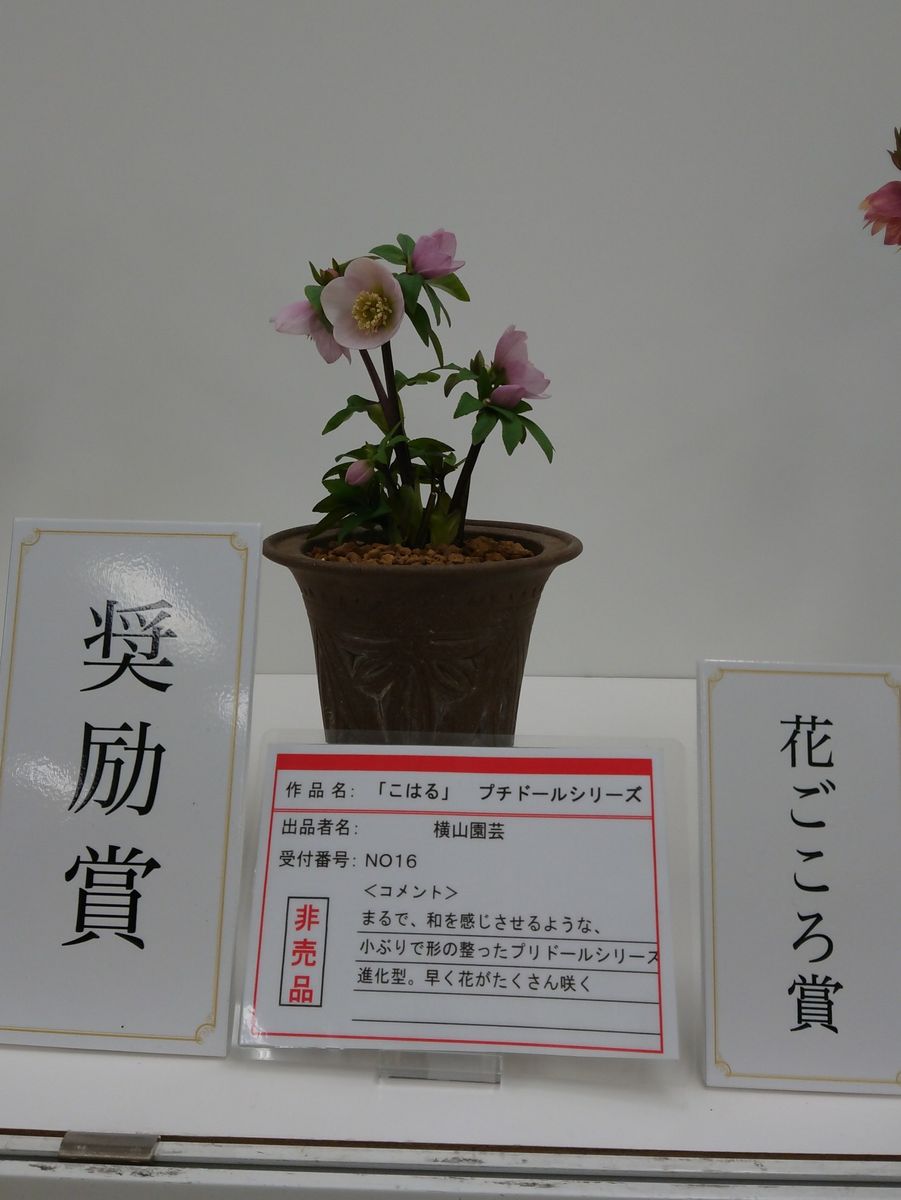 花便り・・・続き