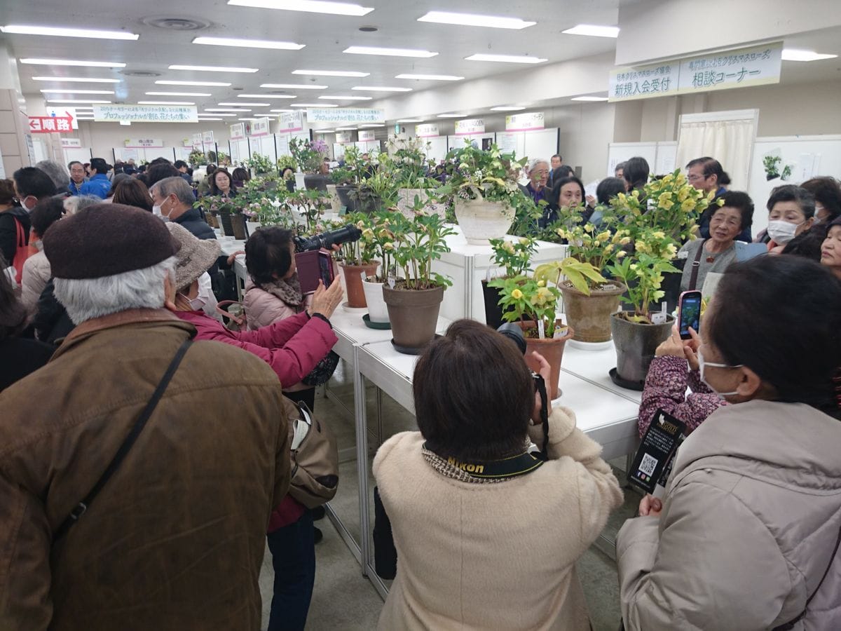 クリスマスローズの世界展