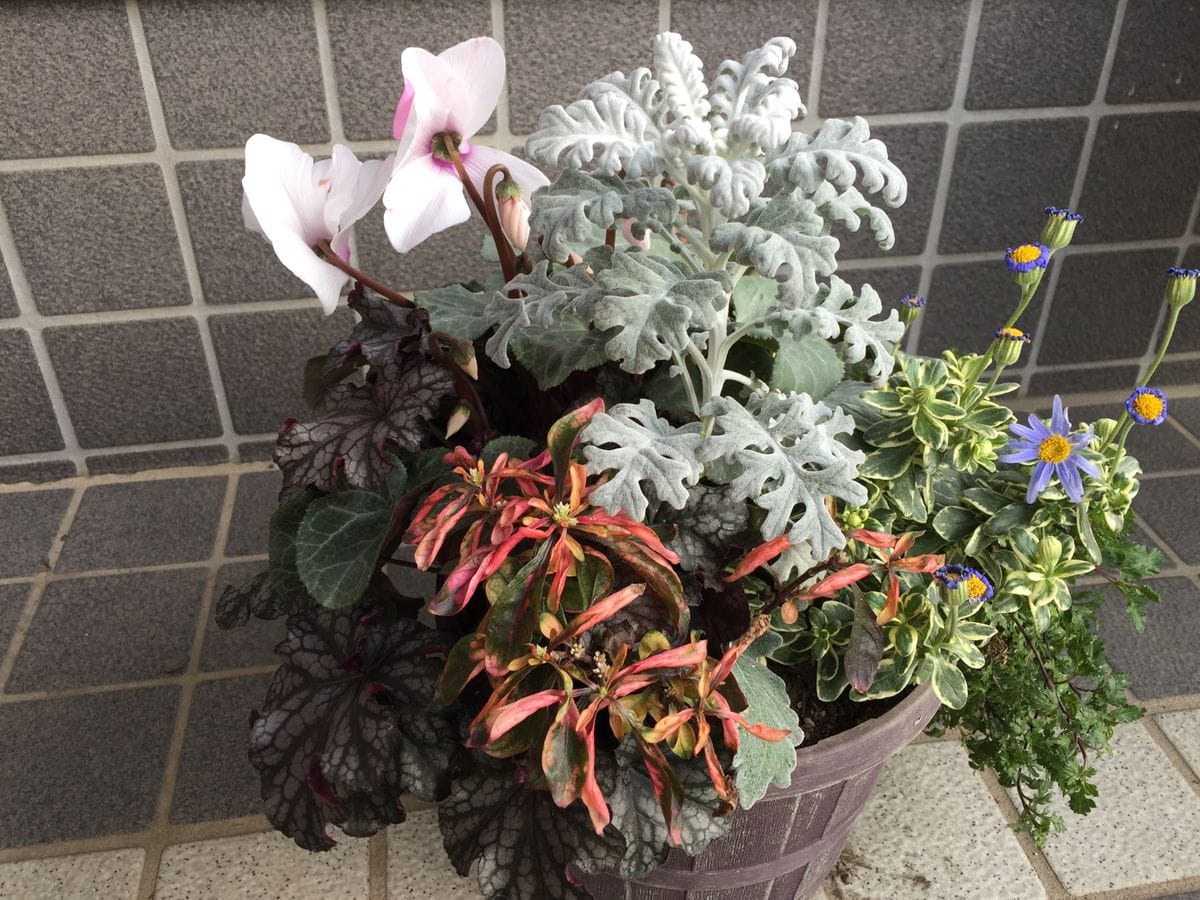 寄せ植え1