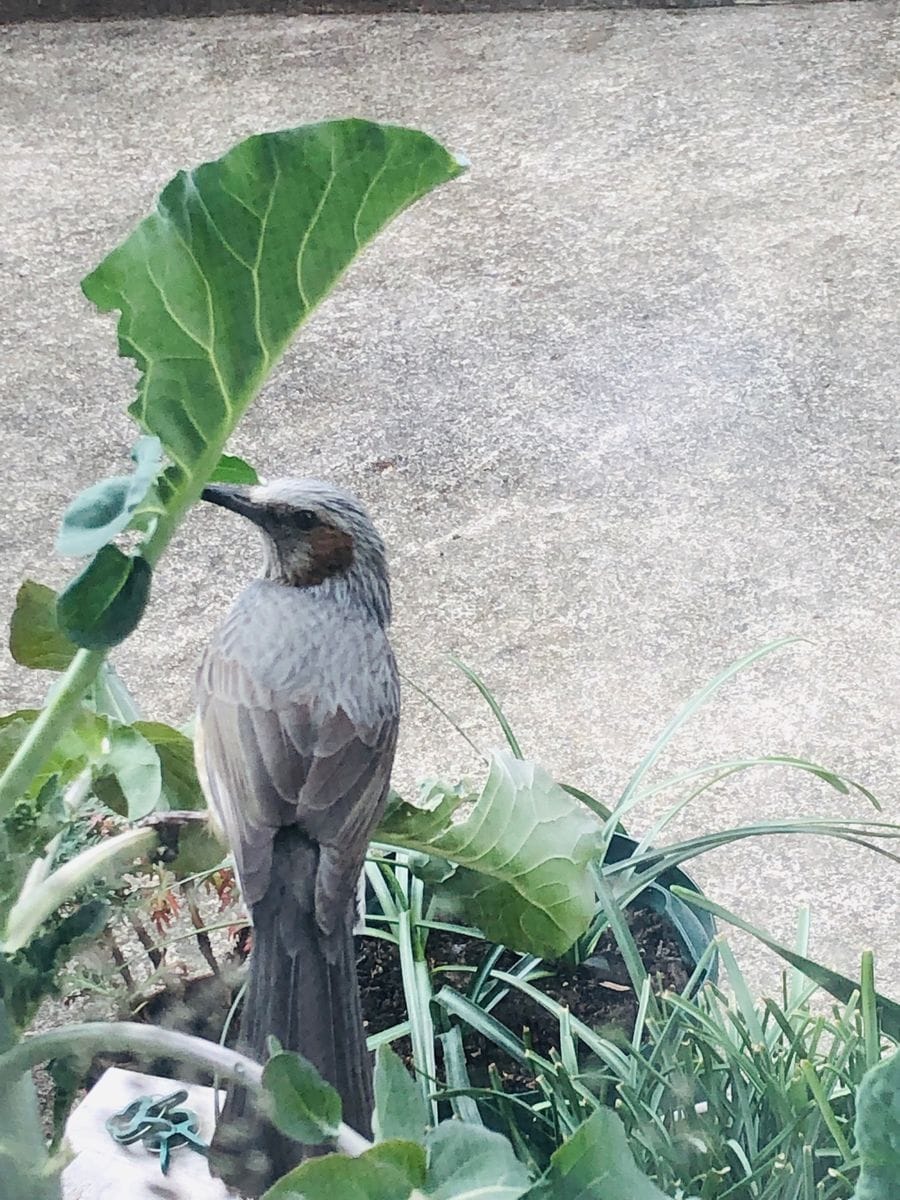 ヒヨドリ🐦にやられた(´༎ຶོρ༎ຶོ`)