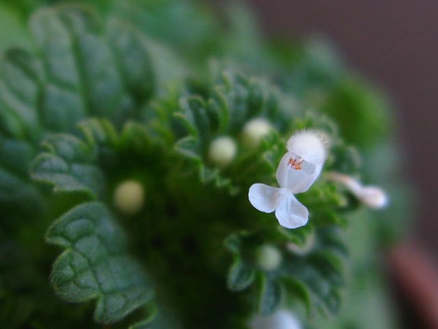 白花のホトケノザ