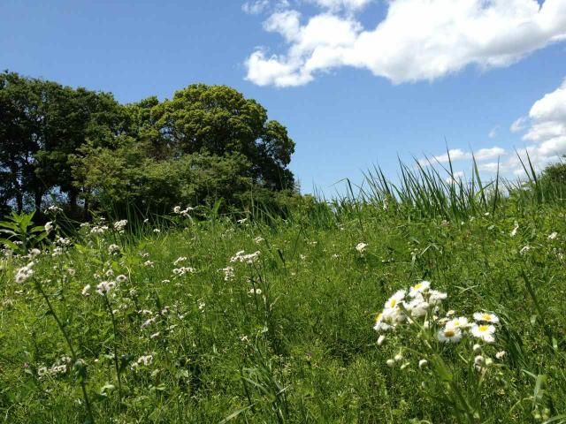 白馬の王子様？