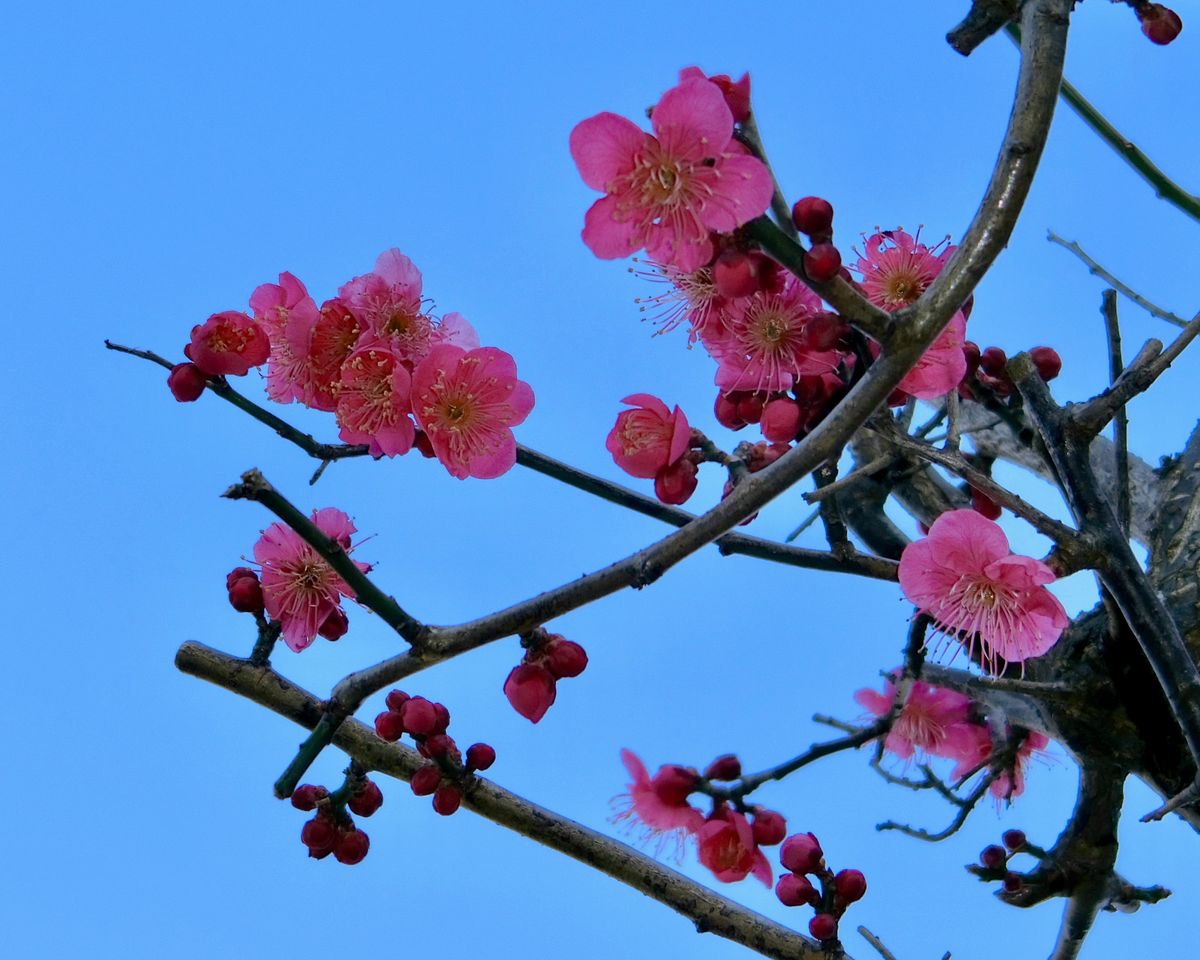 月と花