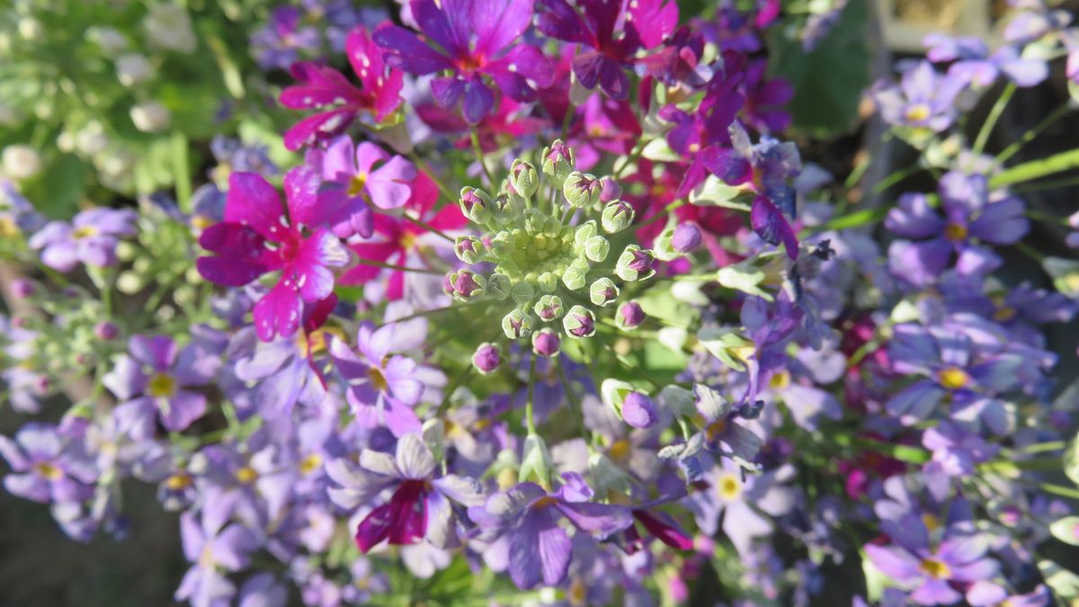 🌸変わった咲き方のさくら草🌸