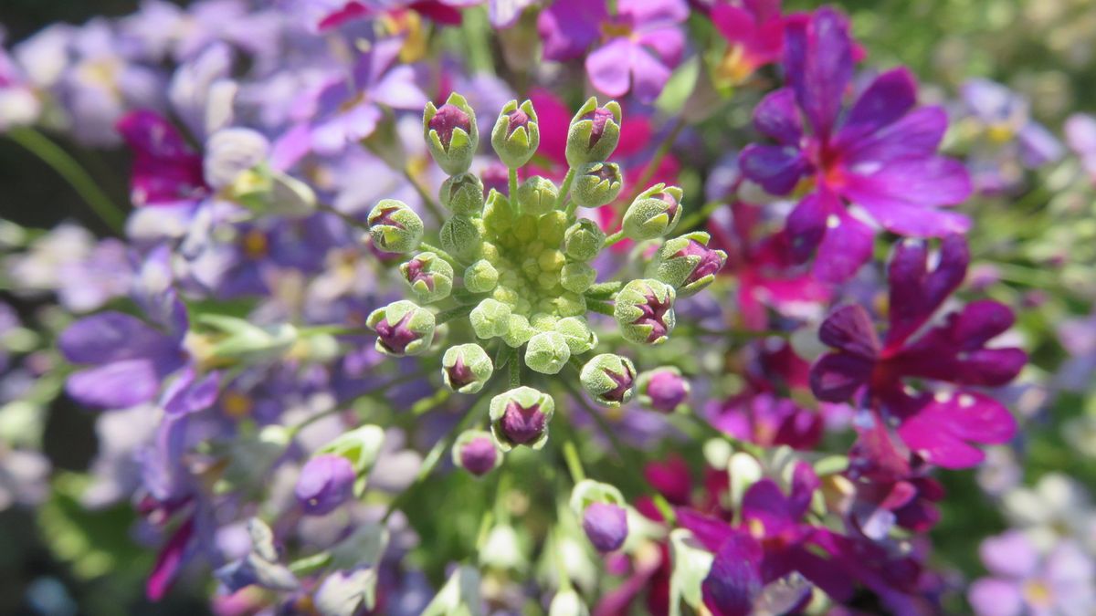 🌸変わった咲き方のさくら草🌸