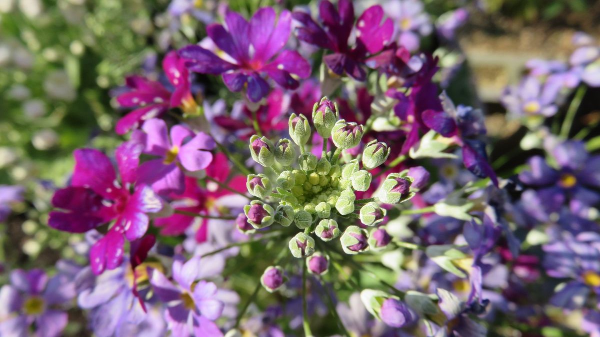 🌸変わった咲き方のさくら草🌸