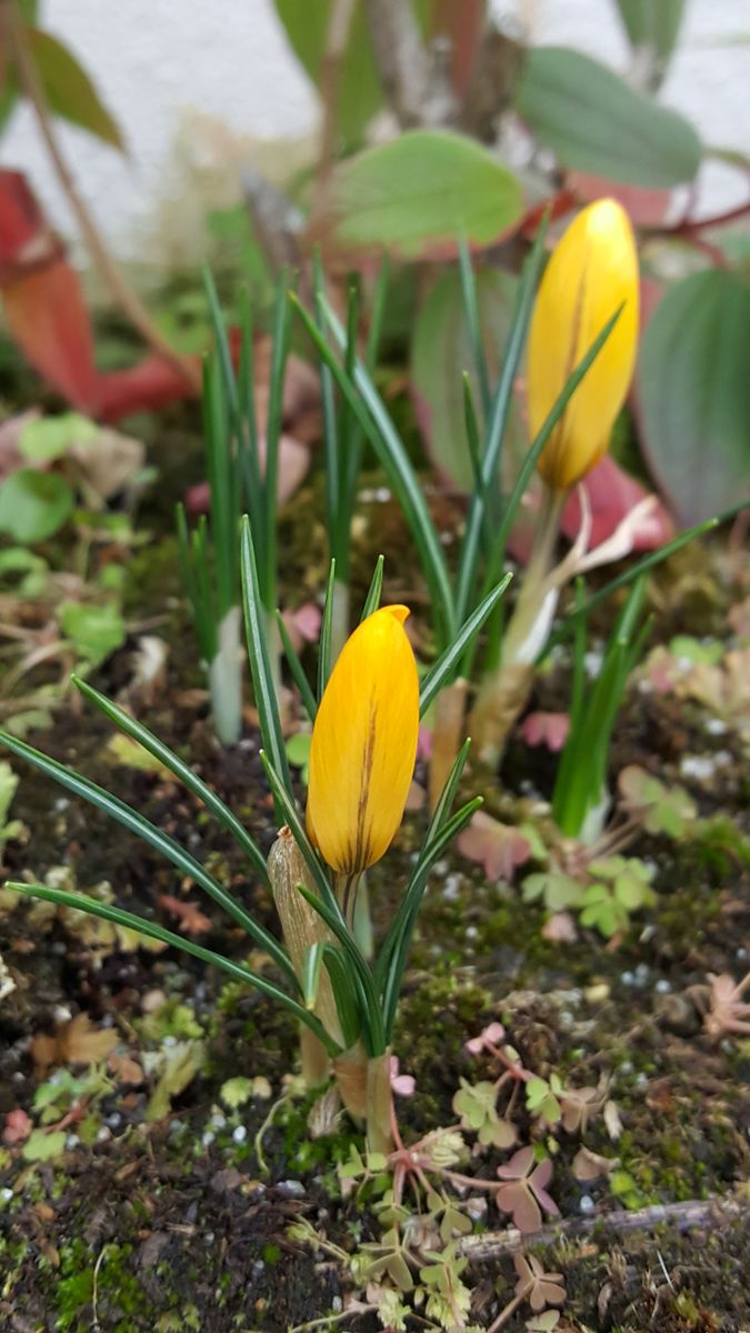 ふくおかルーバルガーデン2～春を待っ庭便り❗黄色いクロッカスが咲きました😉