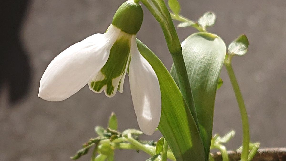 花芽だよね⁉️