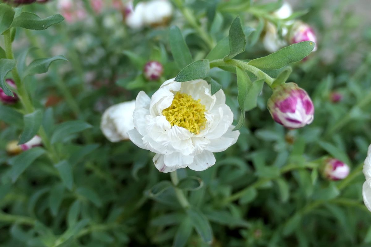 花かんざし