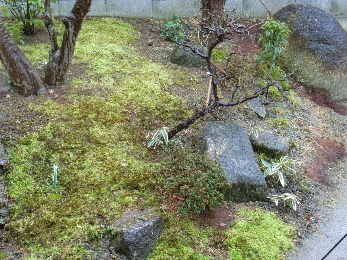 芽出しの雨とは言えないけれど