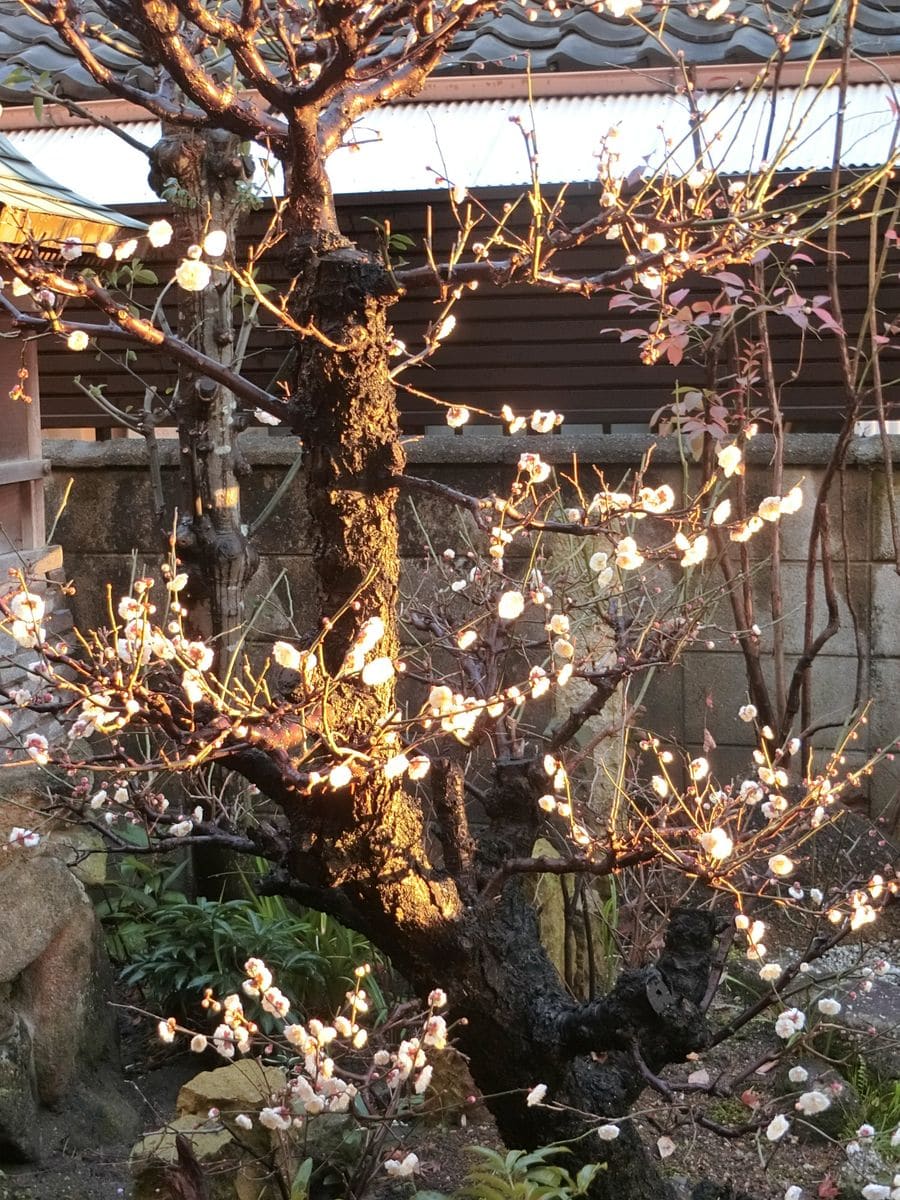 芽出しの雨とは言えないけれど