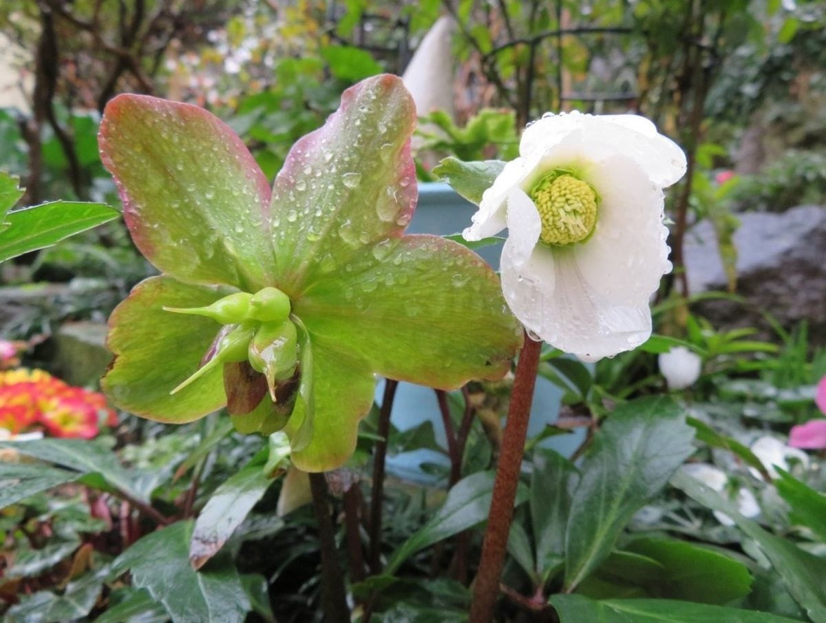 雨の日のクリローの花