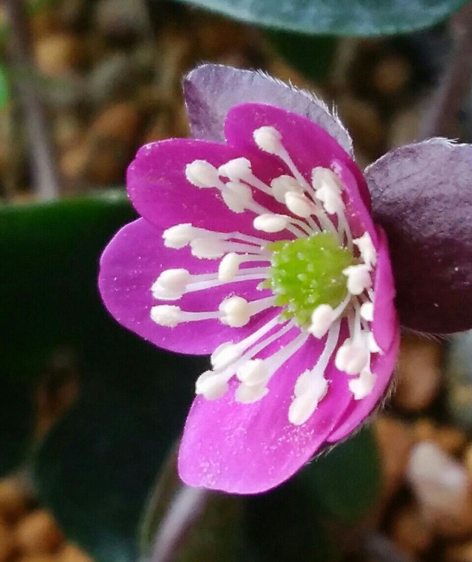 雪割草💝