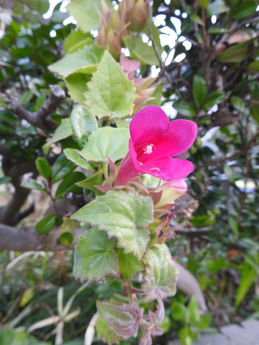 桜🌸に蕾が膨らみ始めました。