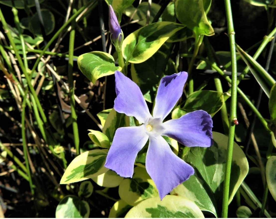 🌻今日の花たち🌻その15