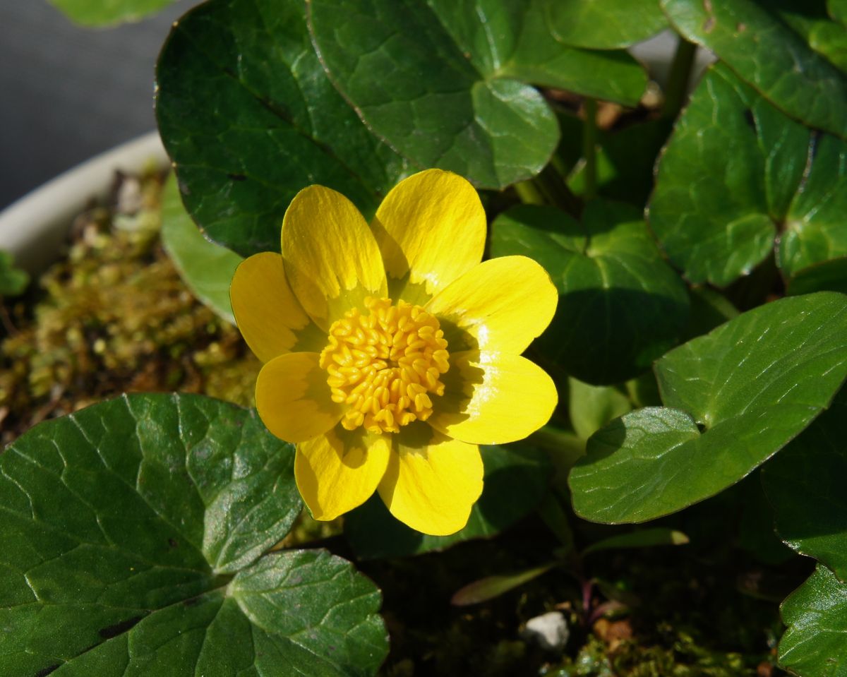 リュウキンカ開花　椿のその後は[i:210]