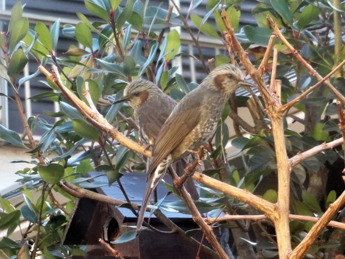 🐦ヒヨドリ🐦の飛来