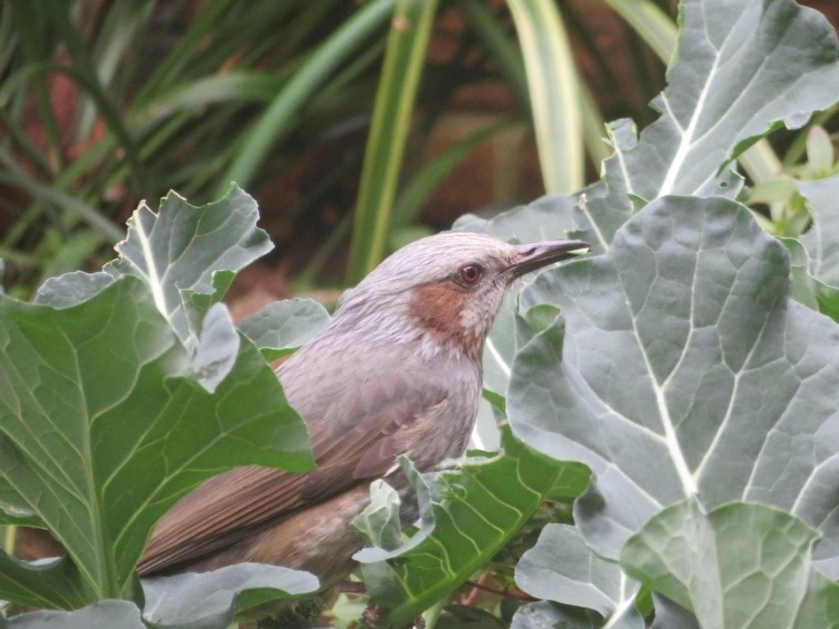 🐦ヒヨドリ🐦の飛来