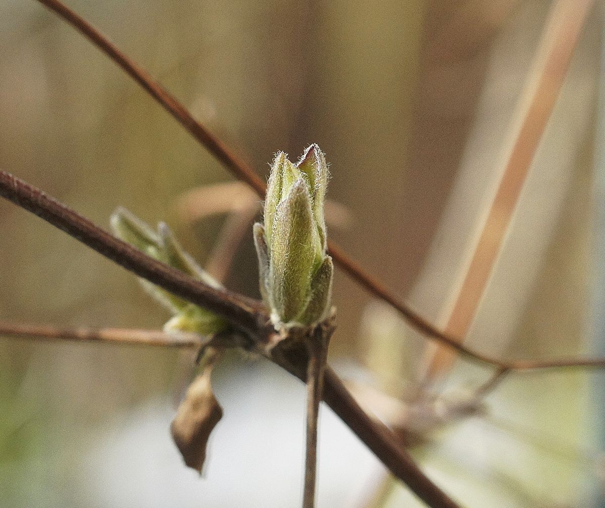 もう・・・蕾?葉っぱ?