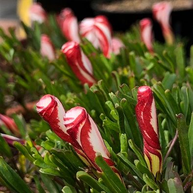 花かんざし