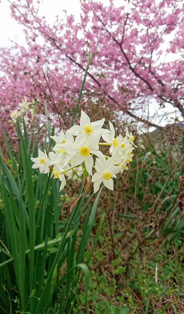 花尽くしの一日