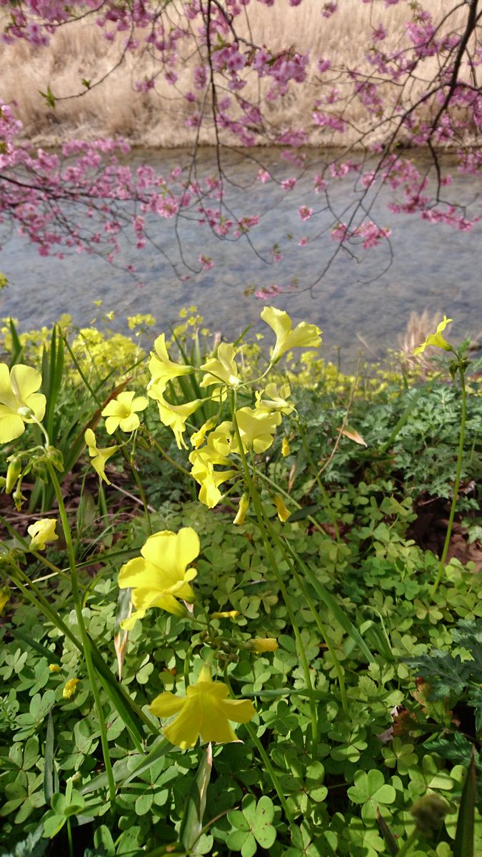 花尽くしの一日