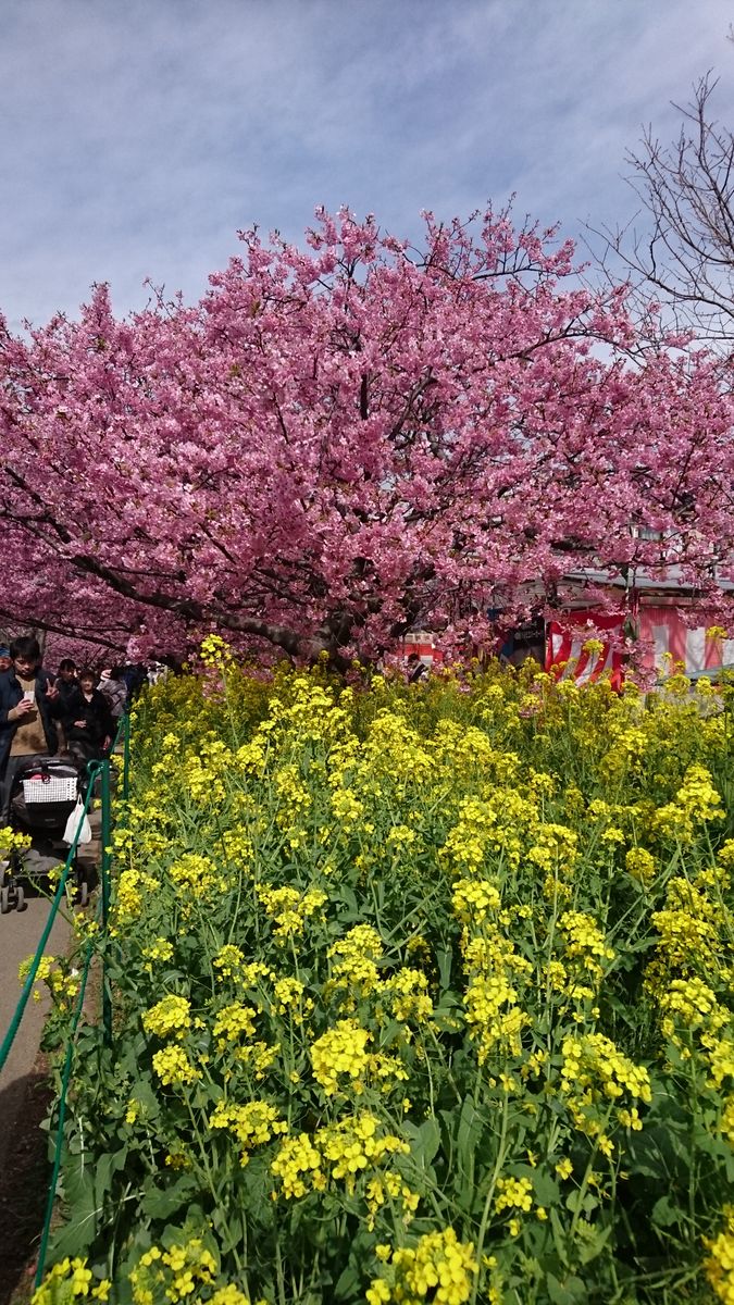 花尽くしの一日