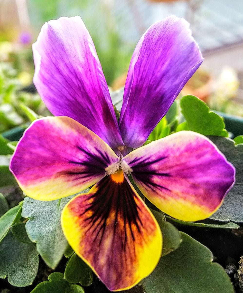 今日開花のバニー👯