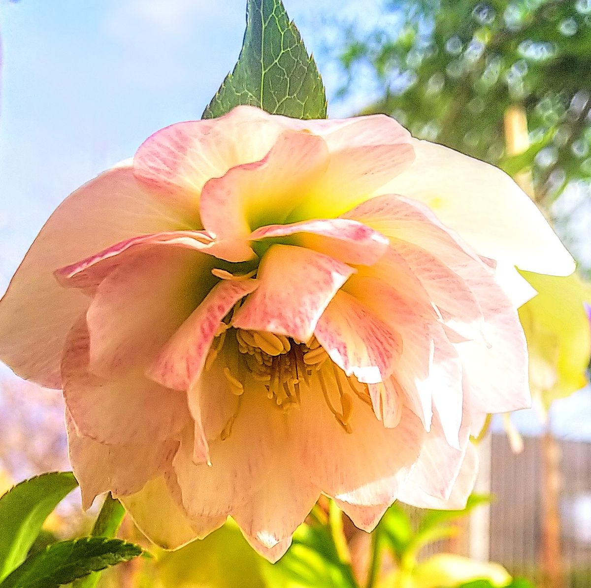 朝から美しい💜花