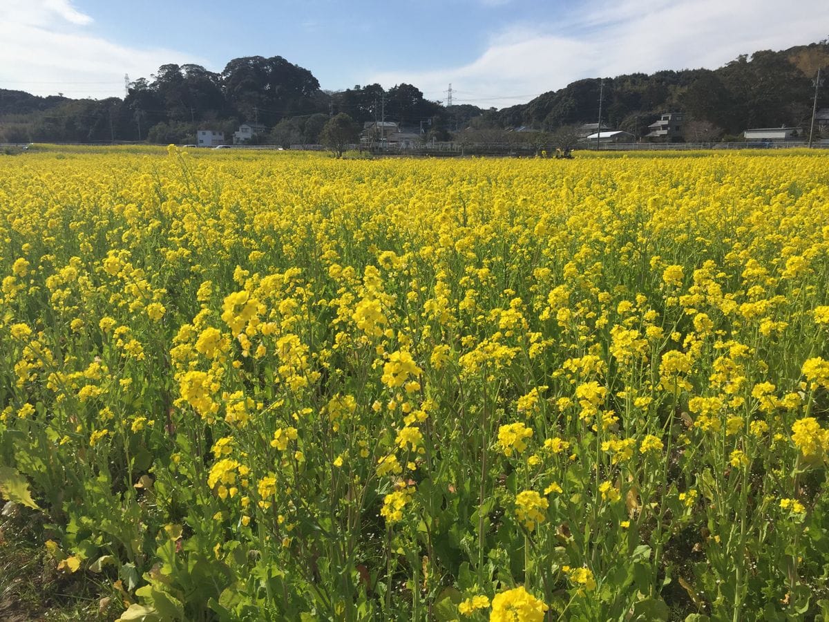 菜の花畑